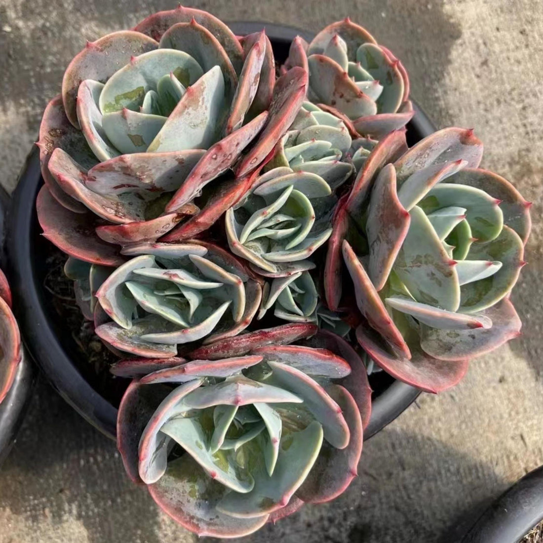 5'' Echeveria 'Cassyz', Rare Live Succulent Plants