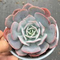 5'' Echeveria 'Cassyz', Rare Live Succulent Plants