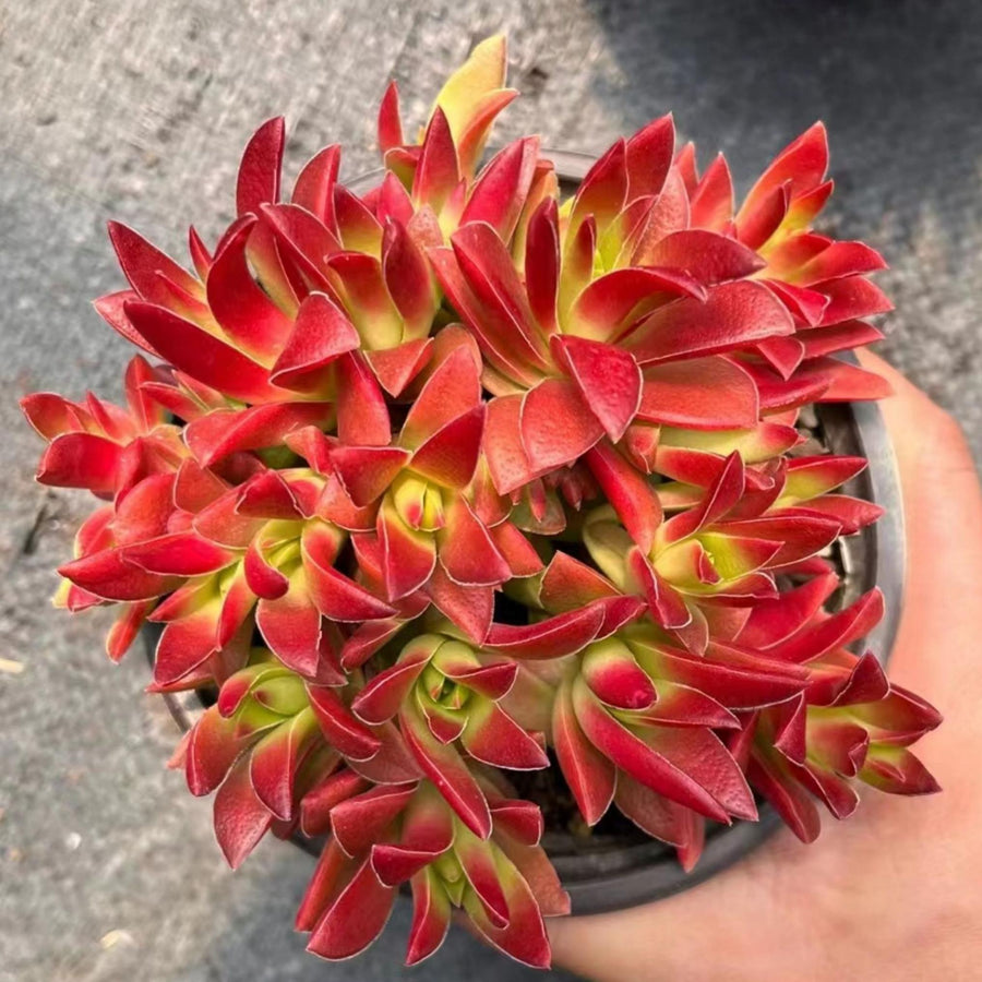 5'' Crassula Momiji Matsuri, Rare Live Succulent Plants