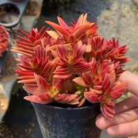 5'' Crassula Momiji Matsuri, Rare Live Succulent Plants