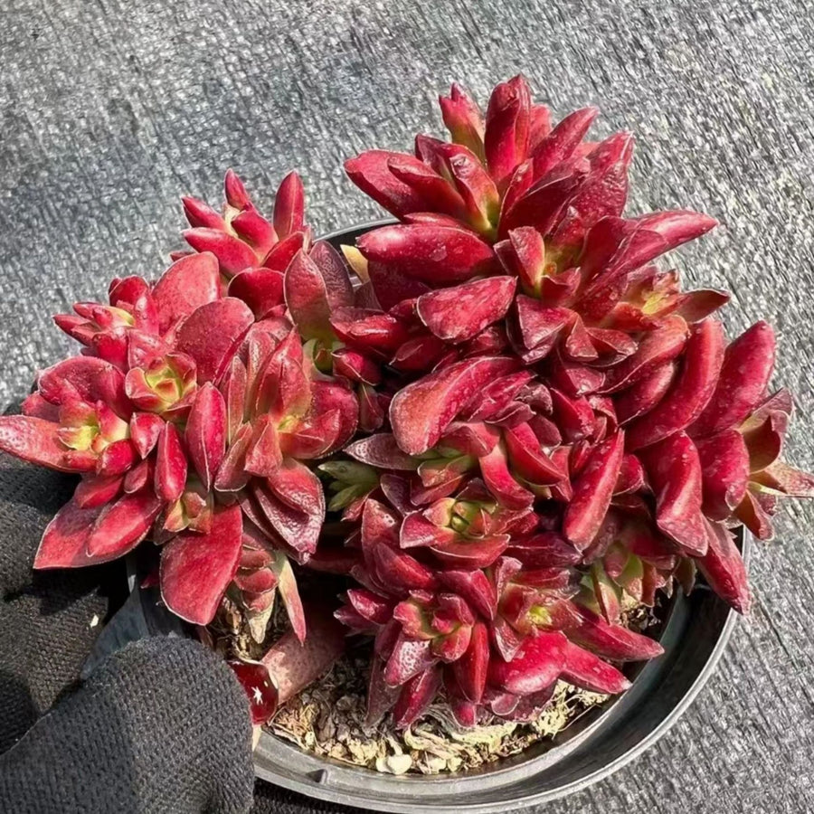 5'' Crassula Momiji Matsuri, Rare Live Succulent Plants