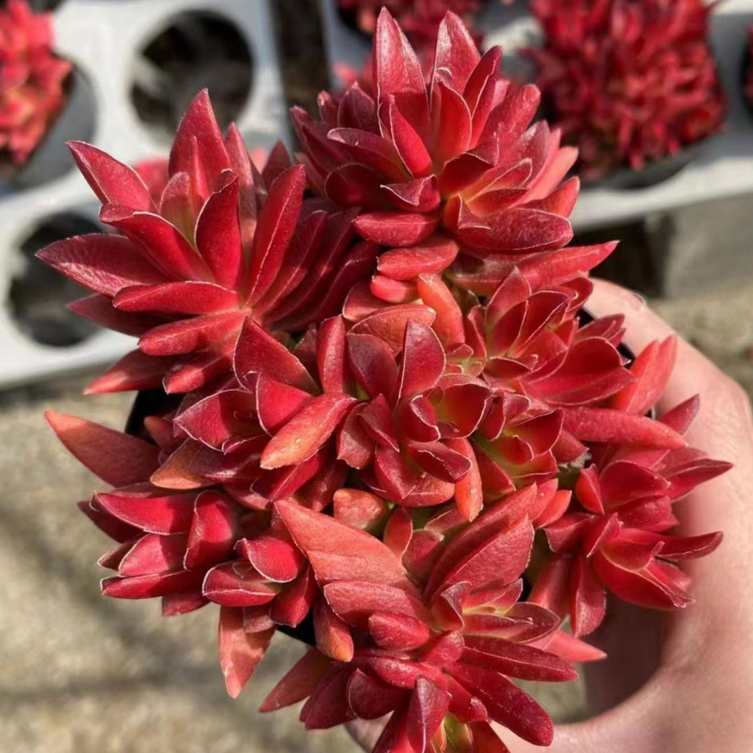 5'' Crassula Momiji Matsuri, Rare Live Succulent Plants