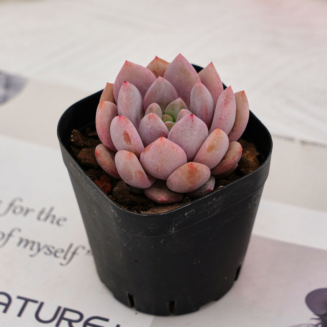 2'' Echeveria Pinellia, Rare Live Succulent Plants