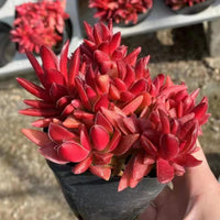 5'' Crassula Momiji Matsuri, Rare Live Succulent Plants