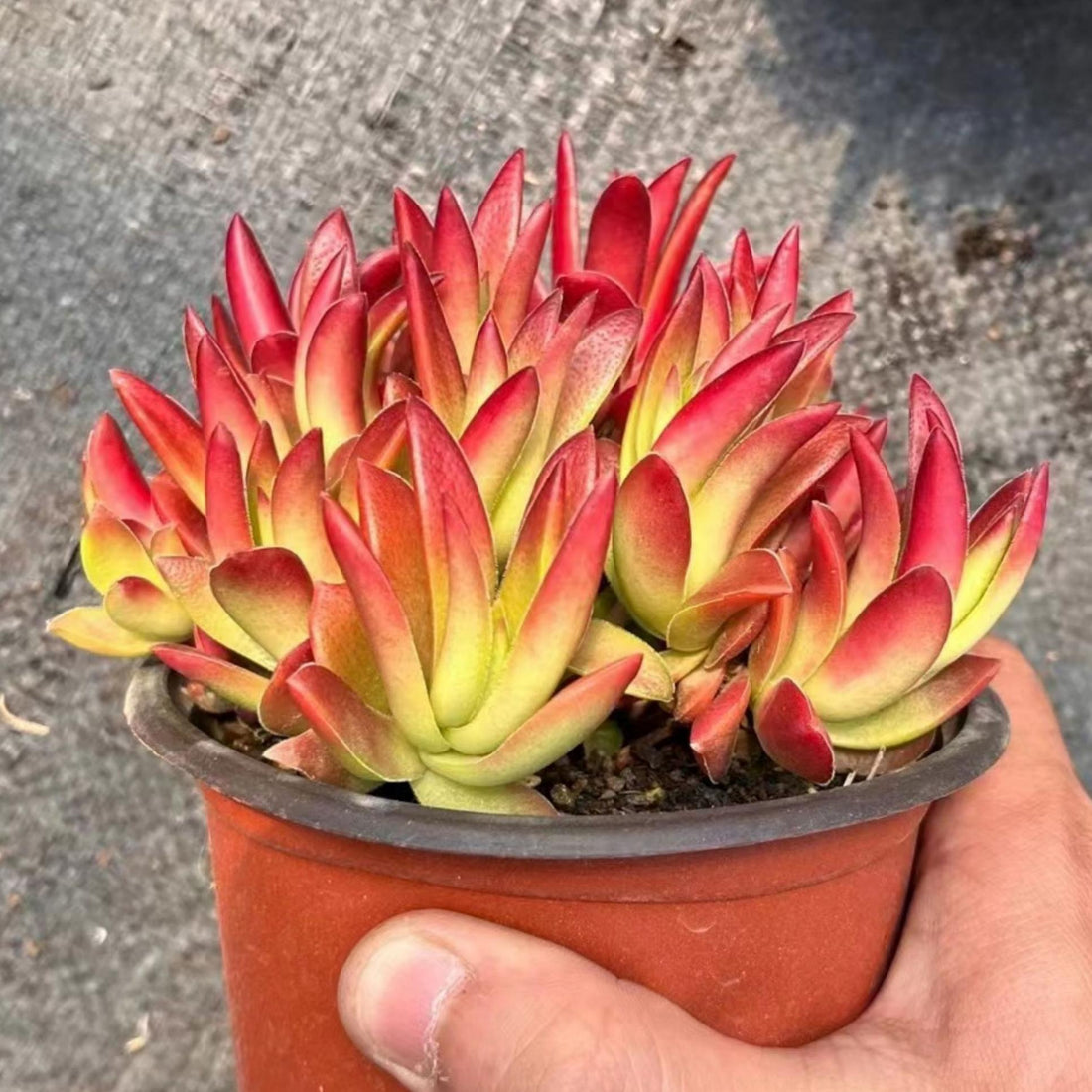 5'' Crassula Momiji Matsuri, Rare Live Succulent Plants