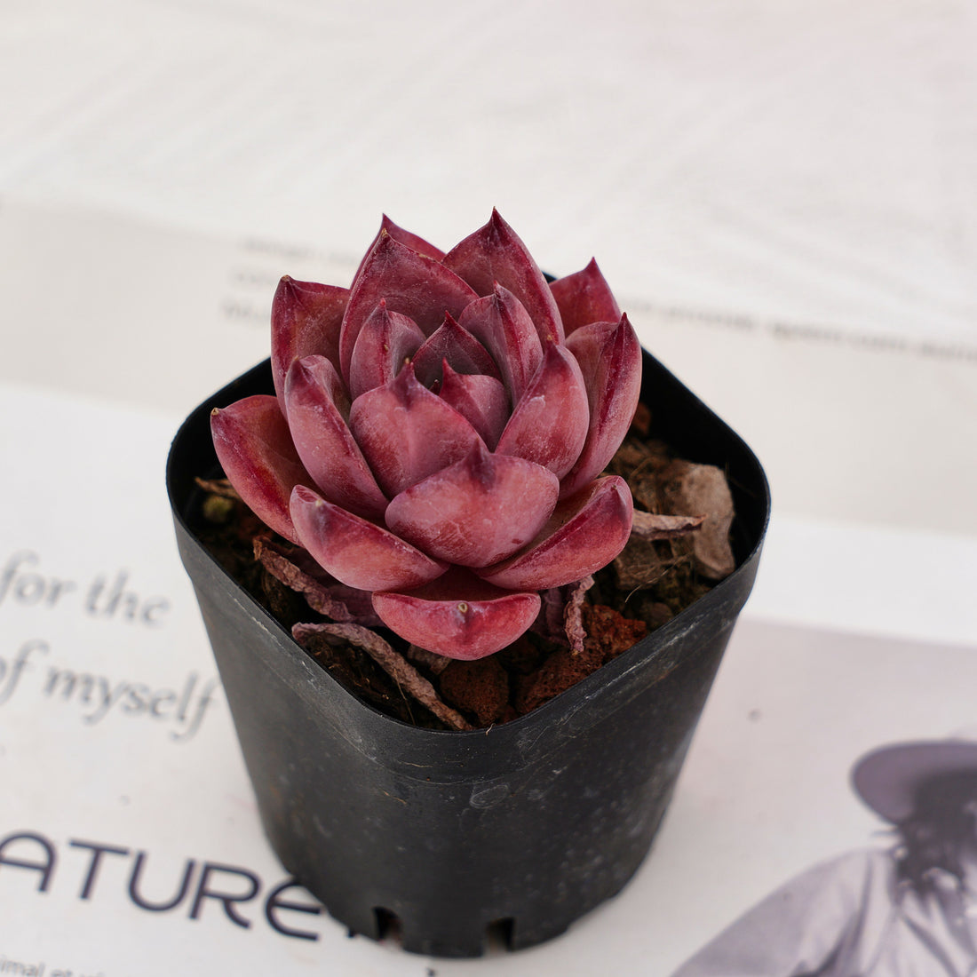 2'' Echeveria Red Sun, Rare Live Succulent Plants