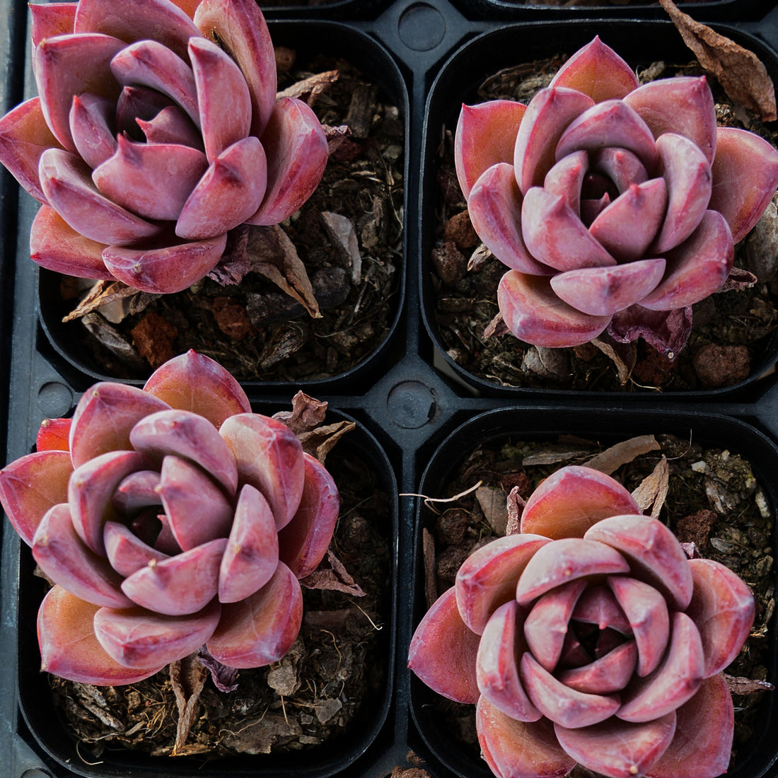 2'' Echeveria Red Sun, Rare Live Succulent Plants