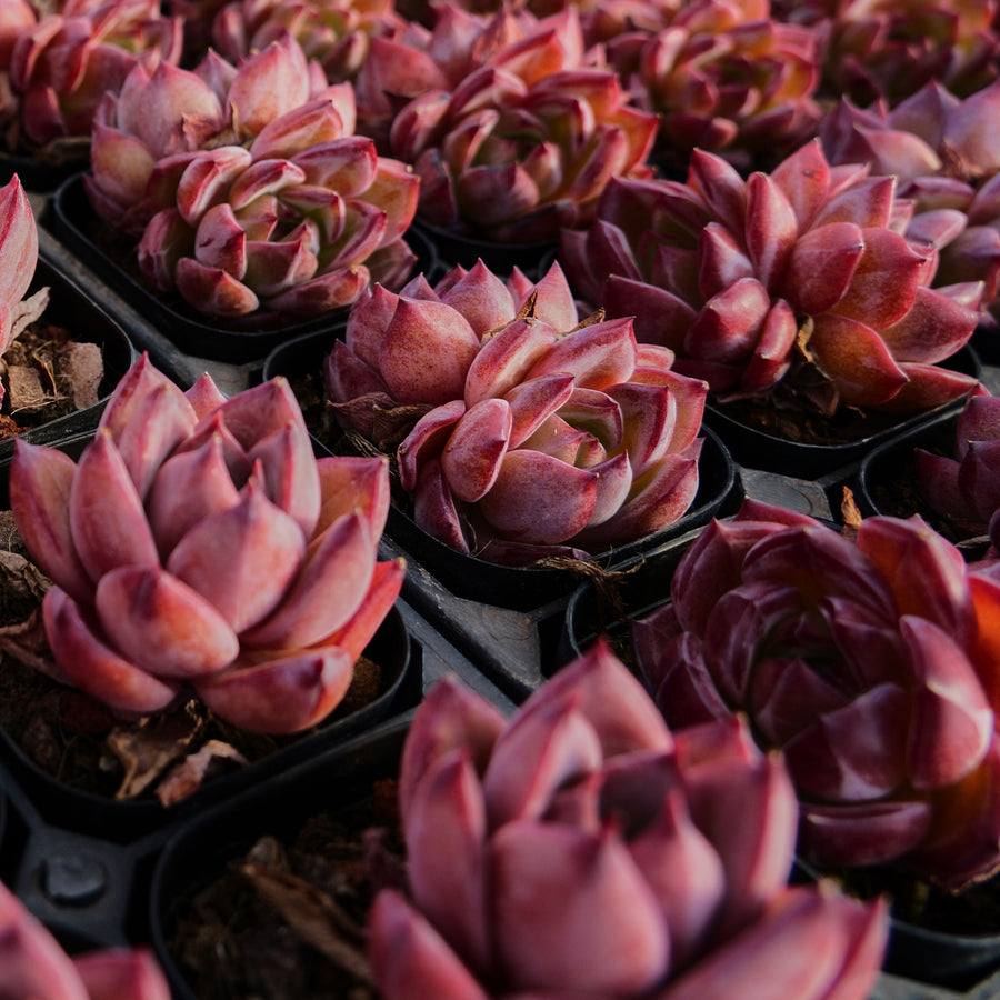 2'' Echeveria Red Sun, Rare Live Succulent Plants