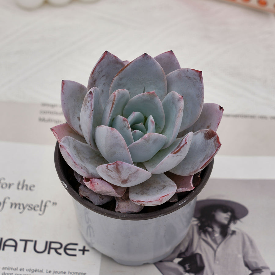 3'' Echeveria Prolifica, Rare Live Succulent Plants