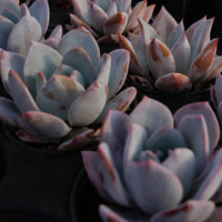 3'' Echeveria Prolifica, Rare Live Succulent Plants