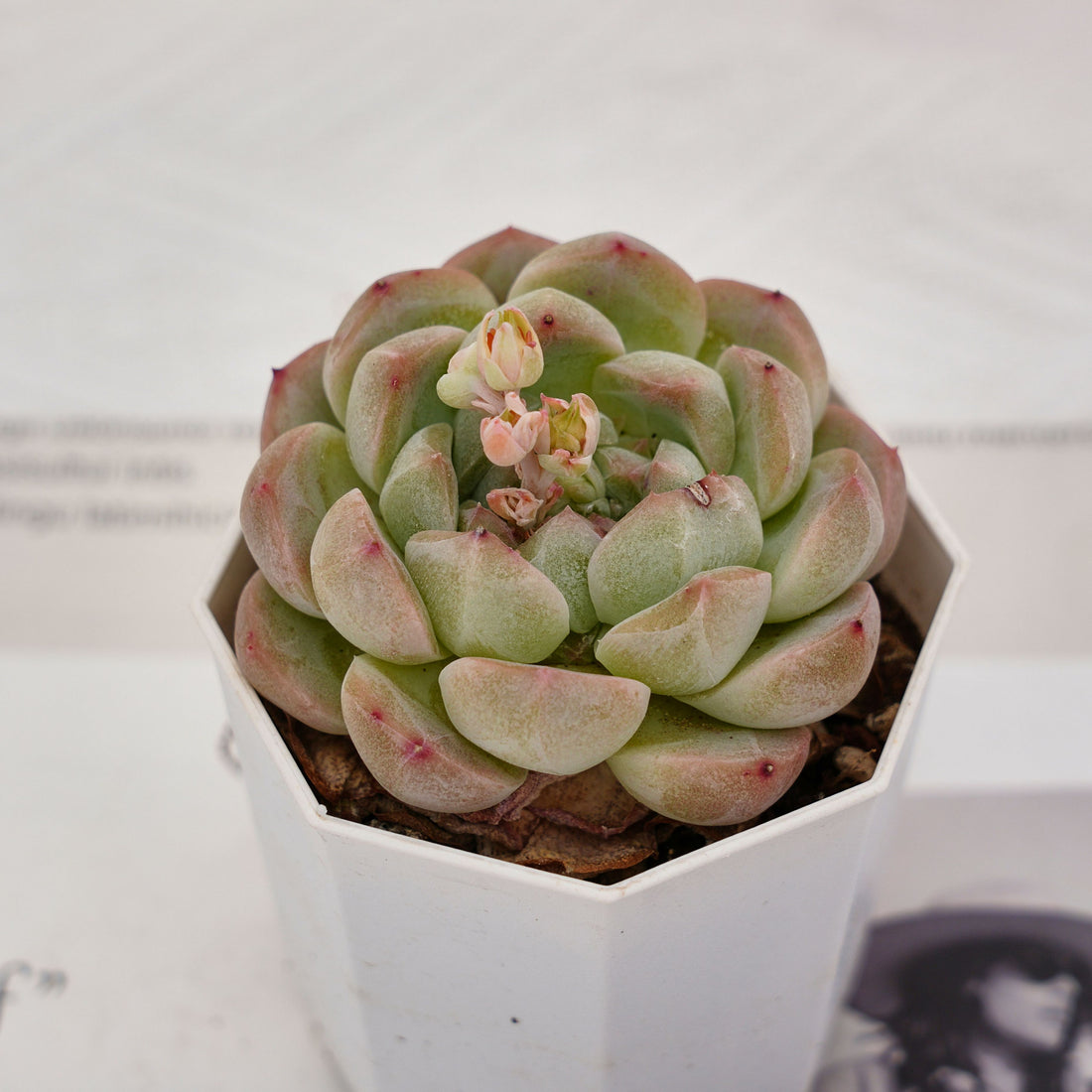 2'' Echeveria Alba Meini, Rare Live Succulent Plants