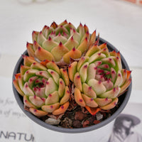 5'' Echeveria Garcia, Rare Live Succulent Plants