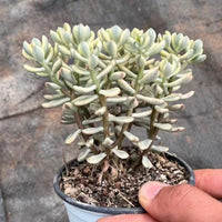 5'' Crassulaceae Sedum 'Jelly Bean Mickey' Variegata, Rare Live Succulent Plants