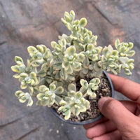 5'' Crassulaceae Sedum 'Jelly Bean Mickey' Variegata, Rare Live Succulent Plants