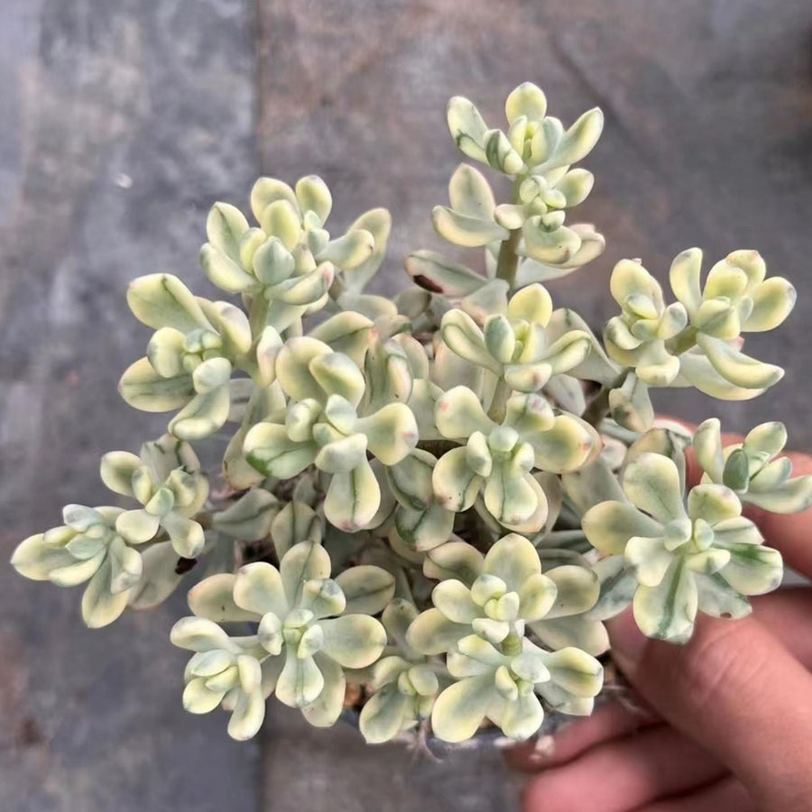 5'' Crassulaceae Sedum 'Jelly Bean Mickey' Variegata, Rare Live Succulent Plants