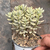 5'' Crassulaceae Sedum 'Jelly Bean Mickey' Variegata, Rare Live Succulent Plants