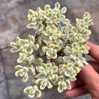 5'' Crassulaceae Sedum 'Jelly Bean Mickey' Variegata, Rare Live Succulent Plants