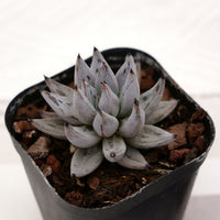 2'' Echeveria Unguiculata, Rare Live Succulent Plants