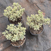 5'' Crassulaceae Sedum 'Jelly Bean Mickey' Variegata, Rare Live Succulent Plants