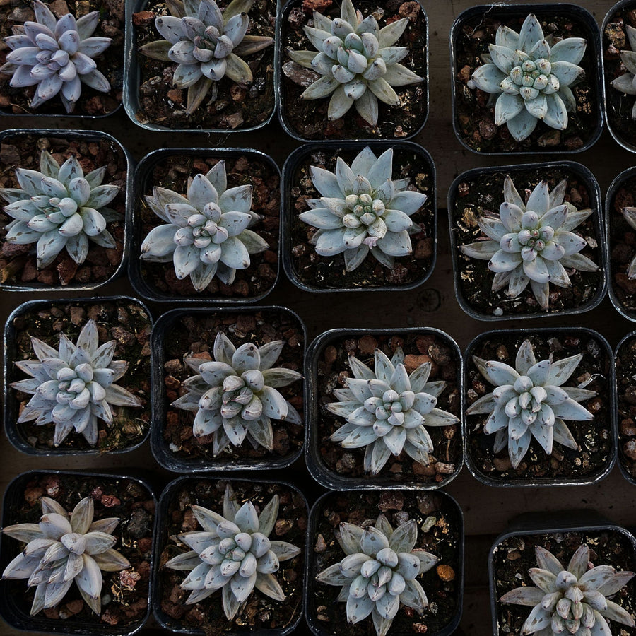 2'' Echeveria Unguiculata, Rare Live Succulent Plants