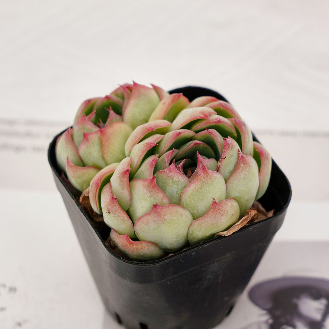 2'' Echeveria Enchanting Fairy, Rare Live Succulent Plants