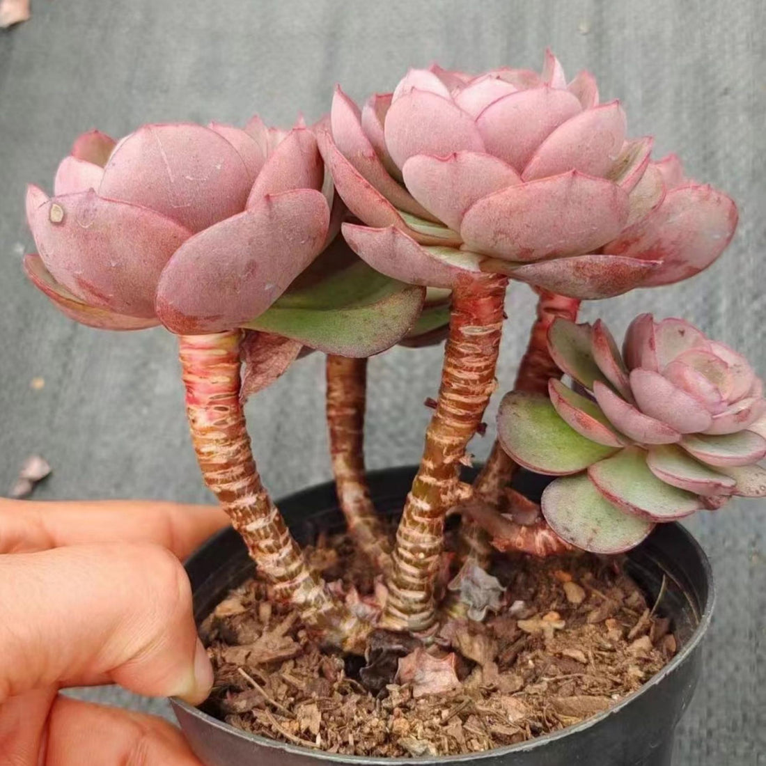 5'' Echeveria 'Suyon', Rare Live Succulent Plants