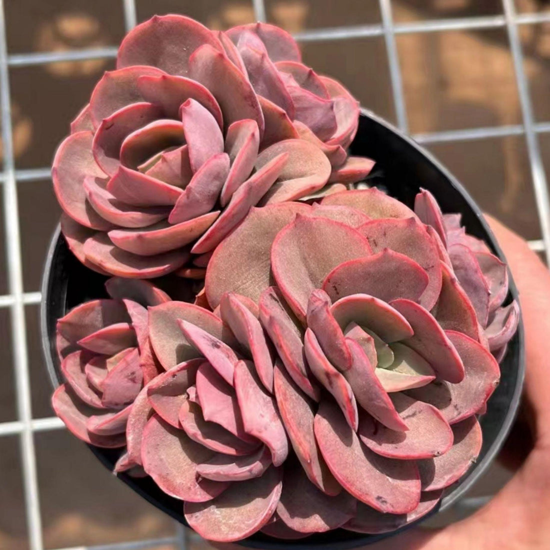 5'' Echeveria 'Suyon', Rare Live Succulent Plants