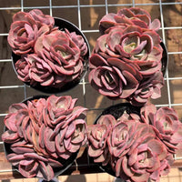 5'' Echeveria 'Suyon', Rare Live Succulent Plants