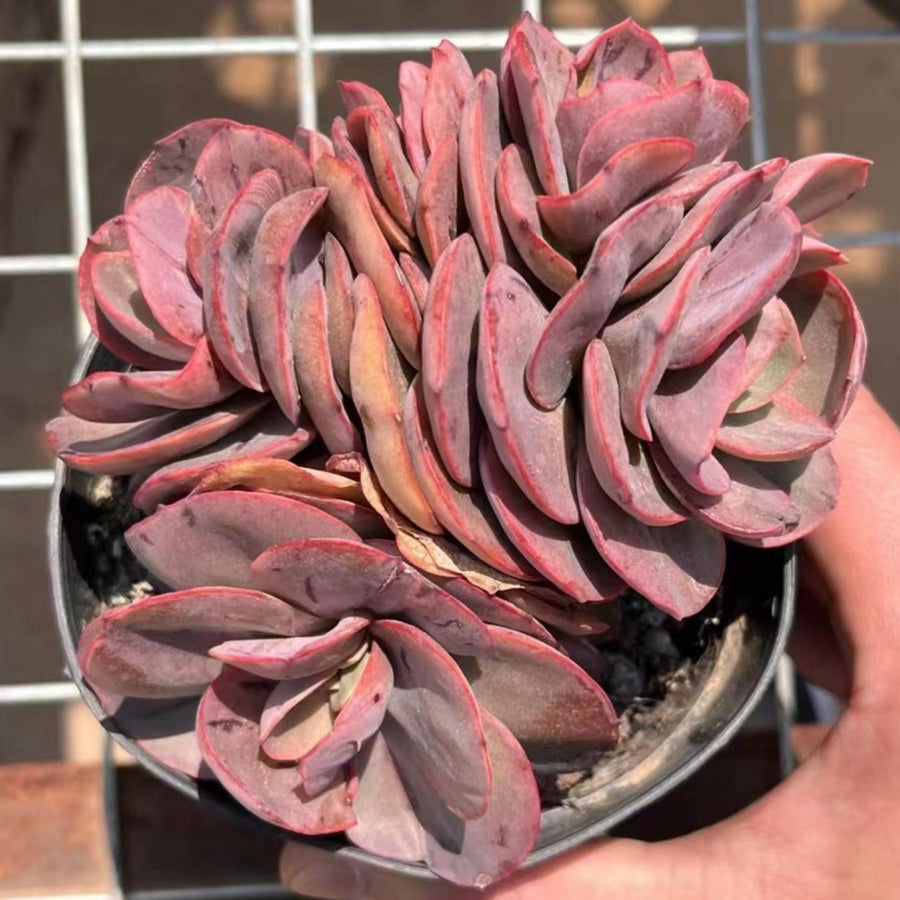 5'' Echeveria 'Suyon', Rare Live Succulent Plants