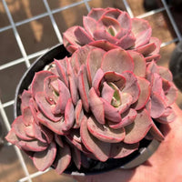 5'' Echeveria 'Suyon', Rare Live Succulent Plants