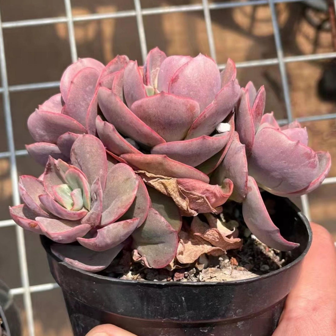 5'' Echeveria 'Suyon', Rare Live Succulent Plants