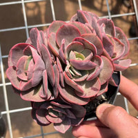 5'' Echeveria 'Suyon', Rare Live Succulent Plants