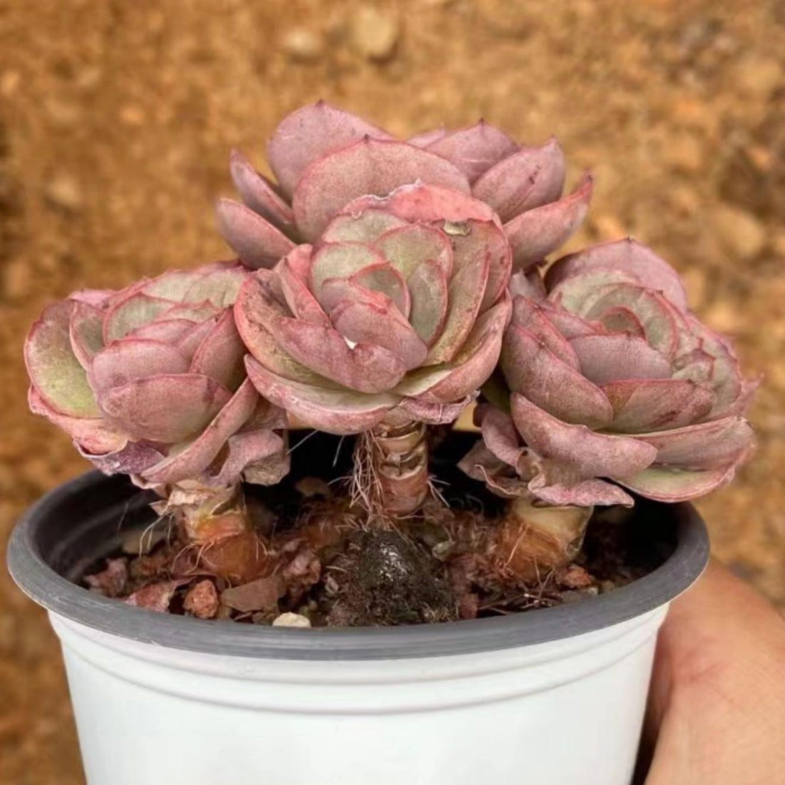 5'' Echeveria 'Suyon', Rare Live Succulent Plants