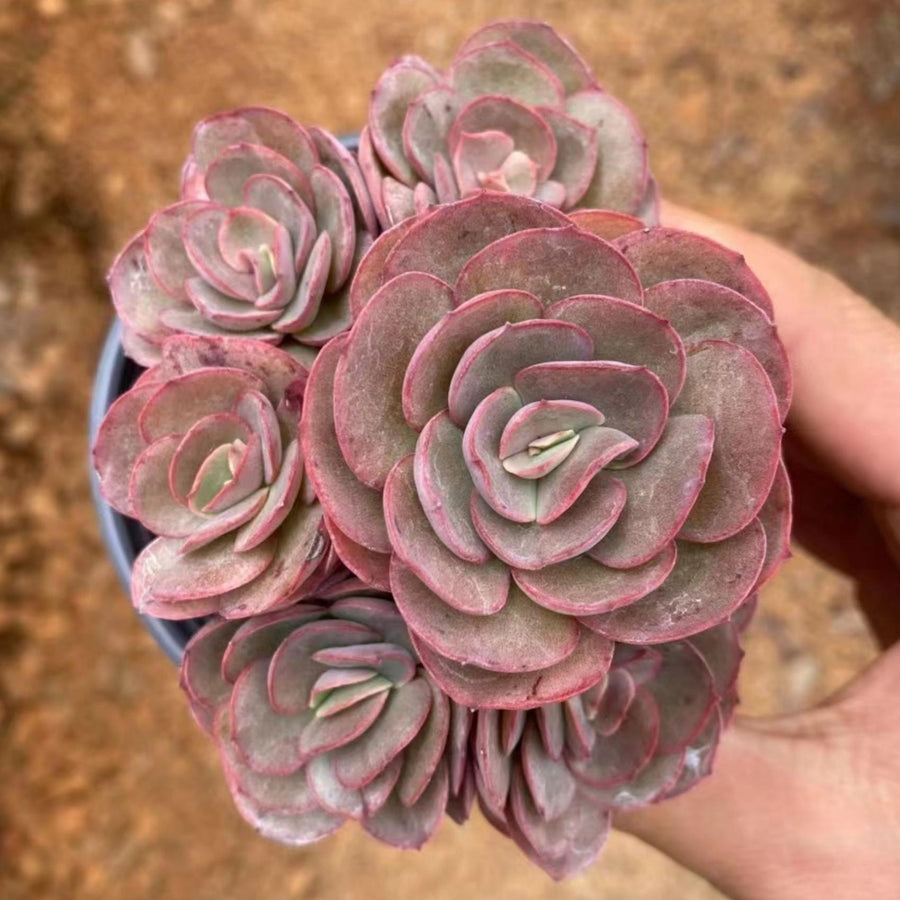 5'' Echeveria 'Suyon', Rare Live Succulent Plants