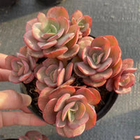 5'' Echeveria 'Suyon', Rare Live Succulent Plants