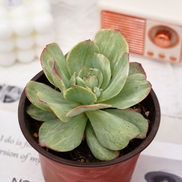 4'' Echeveria Mocha Variegated, Rare Live Succulent Plants