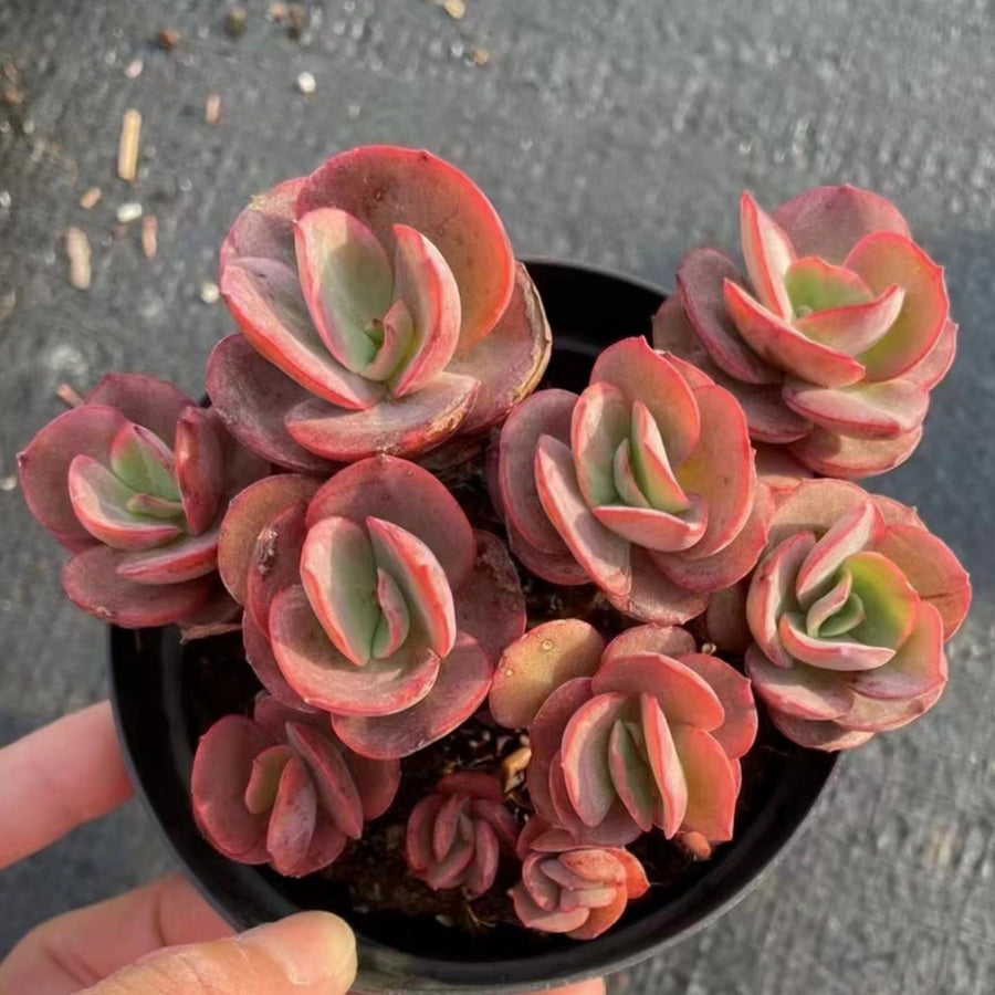 5'' Echeveria 'Suyon', Rare Live Succulent Plants