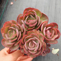 5'' Echeveria 'Suyon', Rare Live Succulent Plants