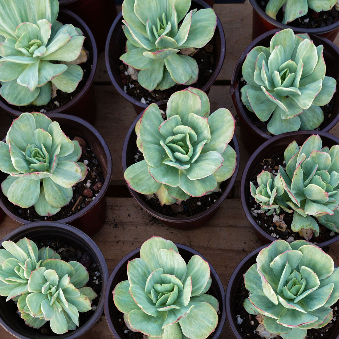 4'' Echeveria Mocha Variegated, Rare Live Succulent Plants