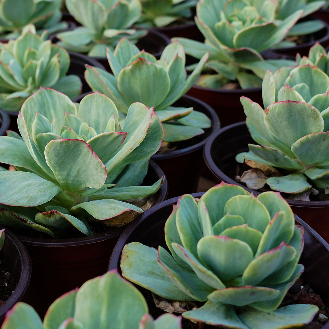 4'' Echeveria Mocha Variegated, Rare Live Succulent Plants