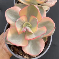 5'' Echeveria Suyon Variegated, Rare Live Succulent Plants