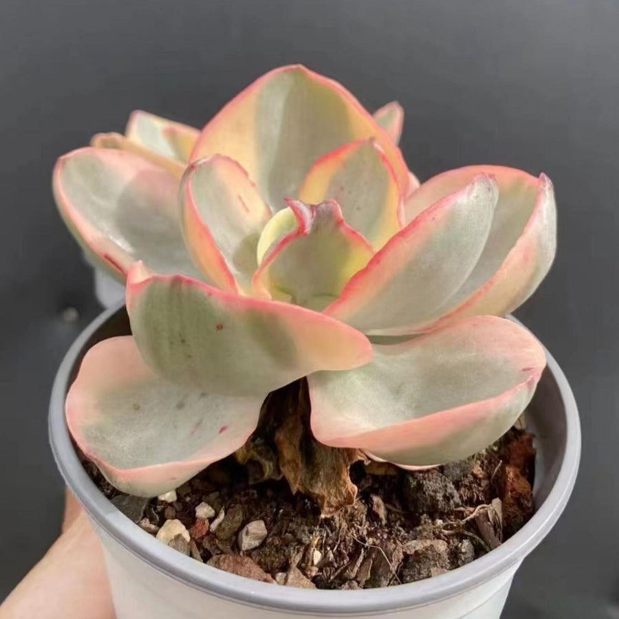 5'' Echeveria Suyon Variegated, Rare Live Succulent Plants