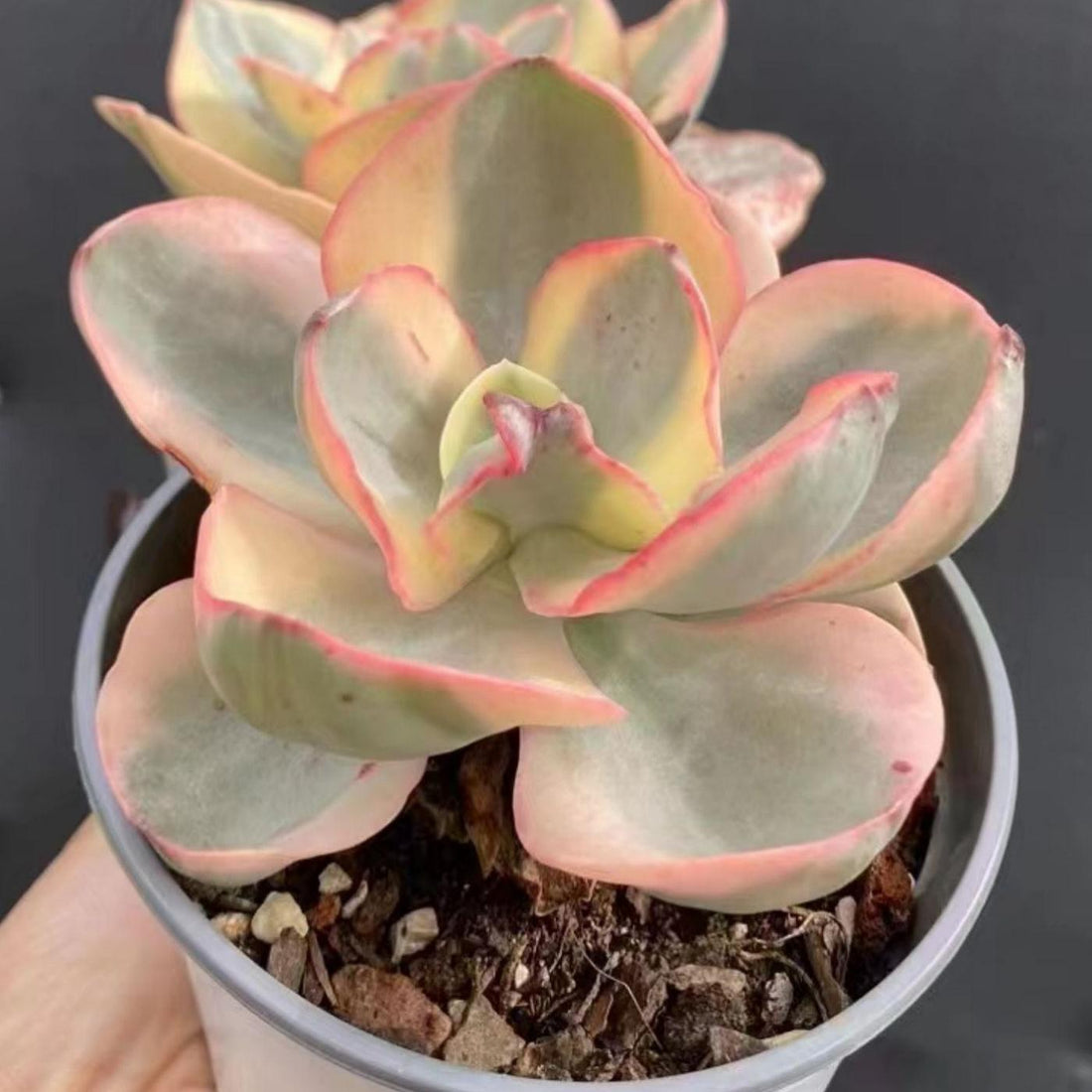 5'' Echeveria Suyon Variegated, Rare Live Succulent Plants