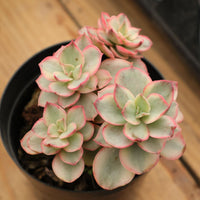 5'' Echeveria Suyon Variegated, Rare Live Succulent Plants