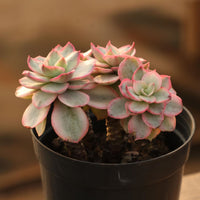 5'' Echeveria Suyon Variegated, Rare Live Succulent Plants