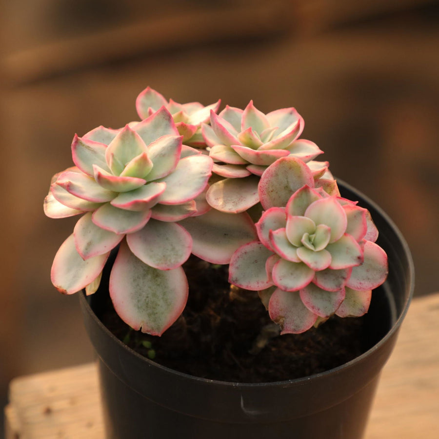 5'' Echeveria Suyon Variegated, Rare Live Succulent Plants