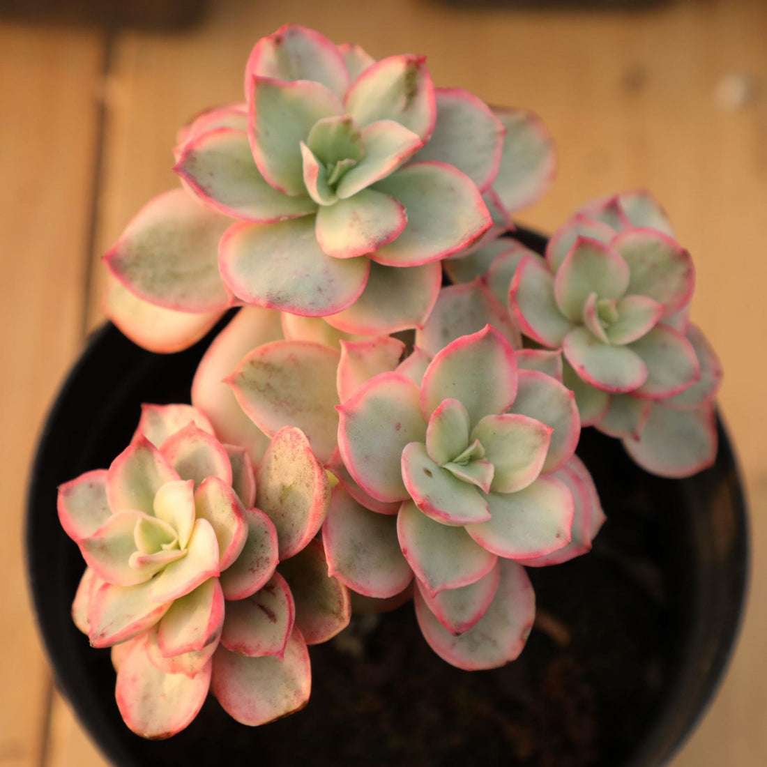 5'' Echeveria Suyon Variegated, Rare Live Succulent Plants