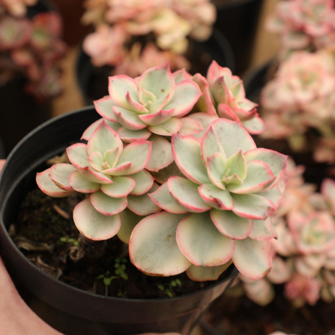 5'' Echeveria Suyon Variegated, Rare Live Succulent Plants