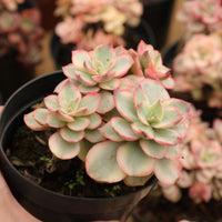 5'' Echeveria Suyon Variegated, Rare Live Succulent Plants