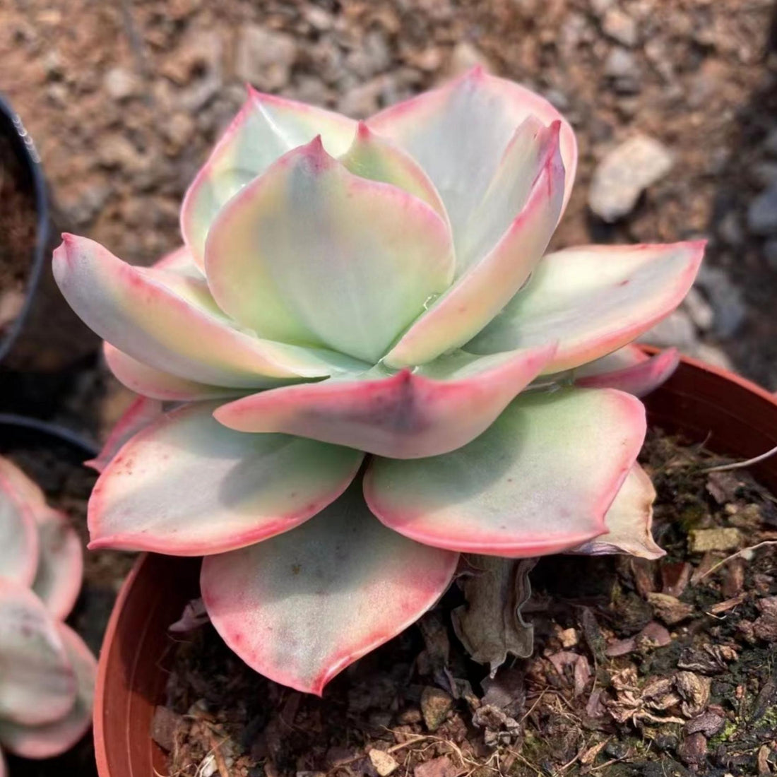 5'' Echeveria Suyon Variegated, Rare Live Succulent Plants